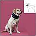Collare Cervicale Per Cani Kvp Nero (9-36 Cm) - Foto miniatura 2