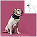 Collare Cervicale Per Cani Kvp Nero (13-48 Cm) - Foto miniatura 2