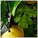 Ricaricare Black Pepper Bath Shower Gel - Foto miniatura 2