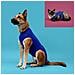 Maglia Di Recupero Per Animali Azzurro (53-61 Cm) - Foto miniatura 2