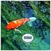TFA 30.3067.10 Funk Pool Thermometer - Foto miniatura 7