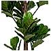 Ficus Lyrata Artificiale Fiddle Leaf Tree Verde H 190 Cm - Foto miniatura 2