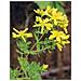 Tsa Hipericum Perfora 50ml - Foto miniatura 1