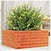 Fioriera Giardino Marrone Cera 50x50x23 cm Legno Massello Pino - Foto miniatura 5