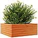 Fioriera Giardino Marrone Cera 60x60x23 cm Legno Massello Pino - Foto miniatura 6