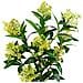 Skimmia Artificiale In Vaso House Nordic — H 75 Cm - Foto miniatura 3