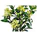Skimmia Artificiale In Vaso House Nordic — H 75 Cm - Foto miniatura 4