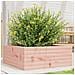 Fioriera da Giardino 60x60x23 cm in Legno Massello di Douglas - Foto miniatura 6