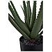 Pianta Artificiale Aloe Vera In Vaso Nero H51 Cm - Foto miniatura 2