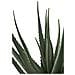Pianta Artificiale Aloe Vera In Vaso Nero H51 Cm - Foto miniatura 3