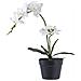 Orchid - Pianta Artificiale Di Orchidea Verde E Bianca H49 Cm - Foto miniatura 1