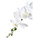 Orchid - Pianta Artificiale Di Orchidea Verde E Bianca H49 Cm - Foto miniatura 2