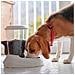 Distributore Di Cibo Secco Crocchette Per Cani E Gatti 3 Litri Zenith Pratica Mangiatoia Dispenser Cibo Biscotti Per Animali, Serbatoio Trasparente Con Coperchio, Fondo Antiscivolo, 20,2 X 29,2 X H 28,8 Cm Blu - Foto miniatura 6