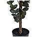 Eucalyptus Tree - Albero Di Eucalipto Artificiale Verde H120 Cm - Foto miniatura 4