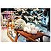 Snowballs, 7,5cm, 10x - Foto miniatura 2