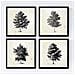 Set Di 4 Stampe Ad Albero Alberi Di Corteccia Fine Di Dimensioni 30 X 30 Cm, Fondo Carta Antica Vintage Senza Cornice 20x20 Cm - Foto miniatura 1