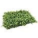 3 Siepe Artificiale Finta Tappeto Erba Bosso Prato A Mattonella Per Giardino 180 X 120 Cm Mod. 2 - Foto miniatura 1