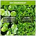 Crema Gel Calmante Alla Centella 202 Fl Oz Idratazione Profonda, Ingredienti Botanici Con Estratti Di Centella Asiatica E Melaleuca Una Crema Idratante Viso Per Pelli Sensibili E Secche Trattamento Per L'acne Pelle Chiara Un Siero Viso Per Acne - Foto miniatura 4
