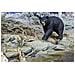 Safari Ltd Wild Safari Orso Nero Della Fauna Selvatica Nordamericana - Foto miniatura 4