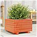 Fioriera Giardino Marrone Cera 40x40x26,5cm Legno Massello Pino - Foto miniatura 4