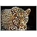 Dipinto Su Tela Giaguaro A Ritratto Animale Con Cornice, 82x82 Cm - Foto miniatura 2