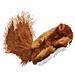 Per gatti modello Squirrel a forma di scoiattolo morbido e riempibile con erba gatta - Foto miniatura 3