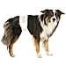 Pannolini A Fascia Per Cani Maschi Confezione | 12 Pezzi | Taglia S-m | 30-46 Cm - Foto miniatura 1