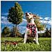 Imbracatura Per Cani Xxs /xs Nero - Foto miniatura 4