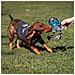 Giacca Per Cani Star Wars Grigio - Foto miniatura 6