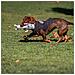 Giacca Per Cani Star Wars Grigio - Foto miniatura 7