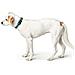 Collare Per Cani Turchese 12 - Foto miniatura 3