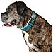 Collare Per Cani Plus Filo Turquoise Turchese Taglia L (40-60 Cm) - Foto miniatura 1