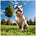 Collare Per Cani Rosso Xs /s - Foto miniatura 4