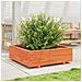 Fioriera Giardino Marrone Cera 80x80x26,5cm Legno Massello Pino - Foto miniatura 3