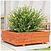 Fioriera Giardino Marrone Cera 80x80x26,5cm Legno Massello Pino - Foto miniatura 1