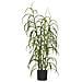 Pianta Artificiale Grass Plant In Pe Verde — H 89 Cm Con Vaso - Foto miniatura 1