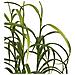 Pianta Artificiale Grass Plant In Pe Verde — H 89 Cm Con Vaso - Foto miniatura 2