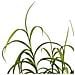 Pianta Artificiale Grass Plant In Pe Verde — H 89 Cm Con Vaso - Foto miniatura 3