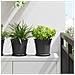 Vaso Rotondo per Fiori 6 pcs Nero Ø 19 x 16 cm Plastica - Foto miniatura 2