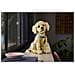 ICONS 11384 Cucciolo di Golden Retriever, Kit di Modellismo Adulti con Animale 3D, Decorazione Fai da Te, Idea Regalo - Foto miniatura 45