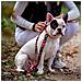 Guinzaglio Per Cani Rosso M - Foto miniatura 7