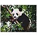 Puzzle 500 Pezzi Panda - Ravensburger (16989)  - Foto miniatura 2