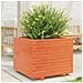 Fioriera Giardino Marrone Cera 60x60x49,5cm Legno Massello Pino - Foto miniatura 10