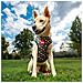 Imbracatura Per Cani Reversibile Rosso Xs - Foto miniatura 6