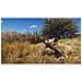 Videogioco Playstation 5 Nordic Way Of The Hunter: Hunting Season One - Foto miniatura 2