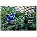 Garden Rete Kit 2m X 20m Gift Box - Nero Intrecciato Maglia Piante Protect Frutta Fiori Alberi - Specchio Scherma Netto Durevole Con Zip Ties - Heavy Duty Belle Copertina Arresta Uccelli Deer Animali. . . - Foto miniatura 3