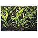 Garden Rete Kit 2m X 20m Gift Box - Nero Intrecciato Maglia Piante Protect Frutta Fiori Alberi - Specchio Scherma Netto Durevole Con Zip Ties - Heavy Duty Belle Copertina Arresta Uccelli Deer Animali. . . - Foto miniatura 4