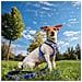 Imbracatura Per Cani S /m Blu Scuro - Foto miniatura 3