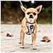 Imbracatura Per Cani Disney Grigio - Foto miniatura 2