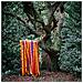 James Holden & The Animal Spirits - The Animal Spirits - Foto miniatura 1